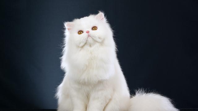 Kucing Persia