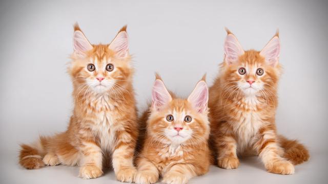 Maine Coon